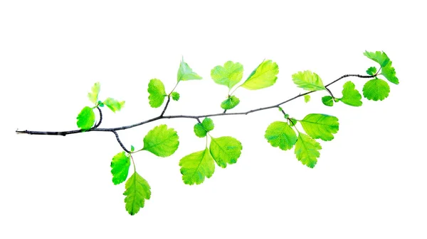 Η άνοιξη-κλαδί του Χόθορν-με-πρώτη-νεαρή-φύλλα-απομονωμένα-στο-Γουίτ — Φωτογραφία Αρχείου