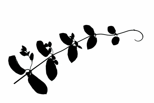 Silhouette-of-climbing-twig-with-young-sprouts-isolated-on-white — Stock Photo, Image
