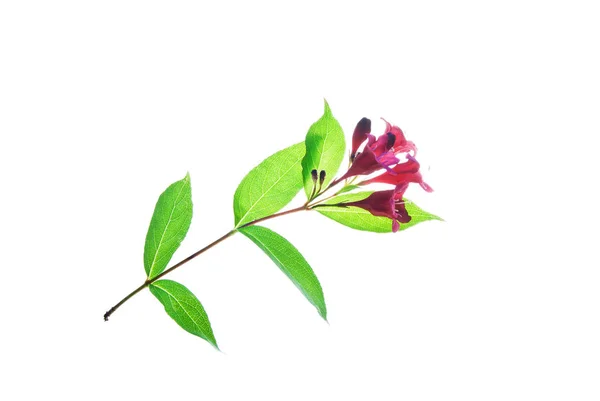 Trädgård-Twig-med-röd-trumpet-formad-blommor-isolerad-på-vit — Stockfoto