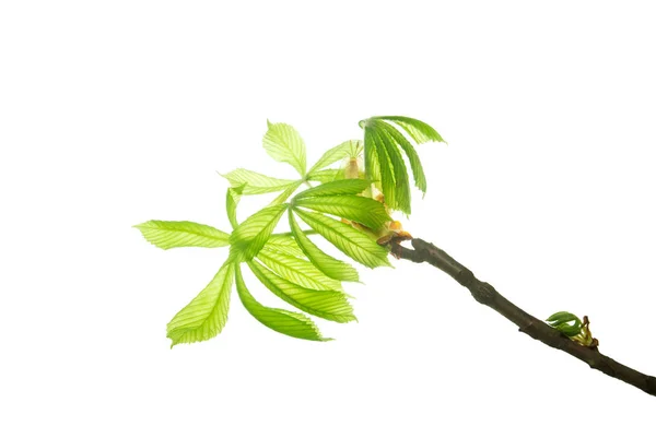 Το πρώτο-φύλλα της καστανιάς-αφήνοντας-ένα-μπουμπούκι-απομονωμένος-σε-λευκό-BA — Φωτογραφία Αρχείου