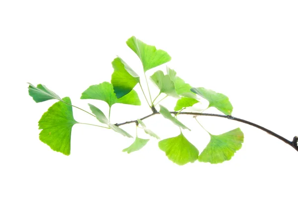 Galho-de-ginkgo-biloba-árvore-com-folhas-verdes-isolado-sobre-branco-b — Fotografia de Stock