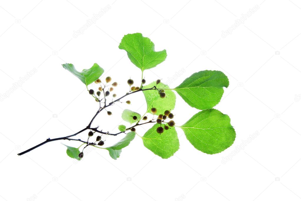 Translucent-twig-with-rounded-leaves-and-berries-isolated-on-whi