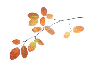 İnce dal-kırmızı-sonbahar yaprakları-izole-on-beyaz