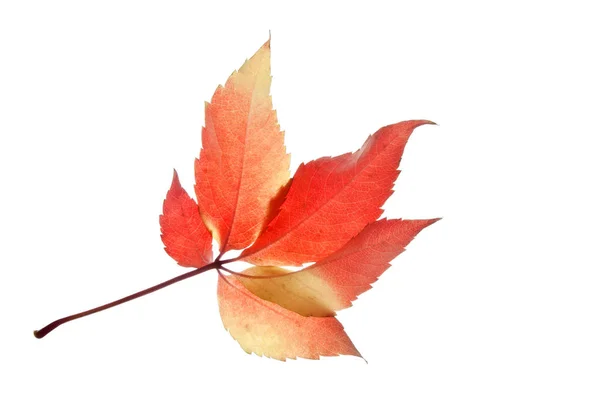 Folha-vermelha-translúcida-de-uva-selvagem-isolada-sobre-branca — Fotografia de Stock