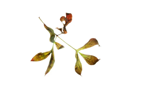Осень-лист-с-интересный-силуэт-изолированный-на-белом — стоковое фото