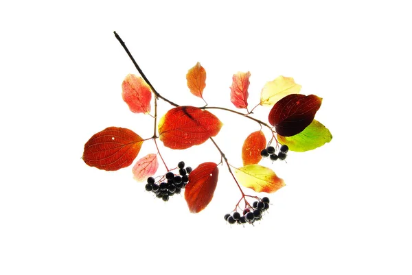 五颜六色的秋枝与黑浆果隔离的白色 — 图库照片