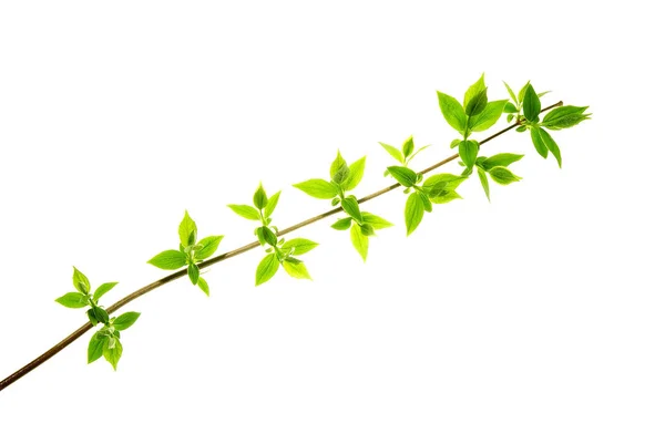 stock image Spring-twig-with-pointed-leaves-isolated-on-white