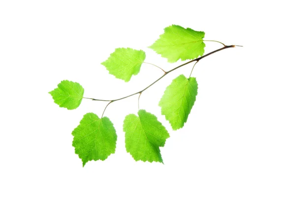 Μικρό κλαδί από φουντούκι-με-ημιδιαφανές-πράσινο-φύλλα-απομονωμένα- — Φωτογραφία Αρχείου