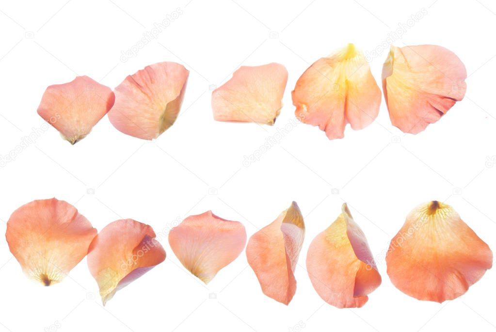 Border-of-rose-petals-isolated-on-white