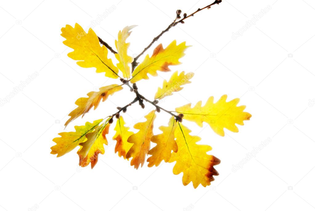 Oak-yellow-leaves-in-sun-shine-on-a-twig-isolated-on-white