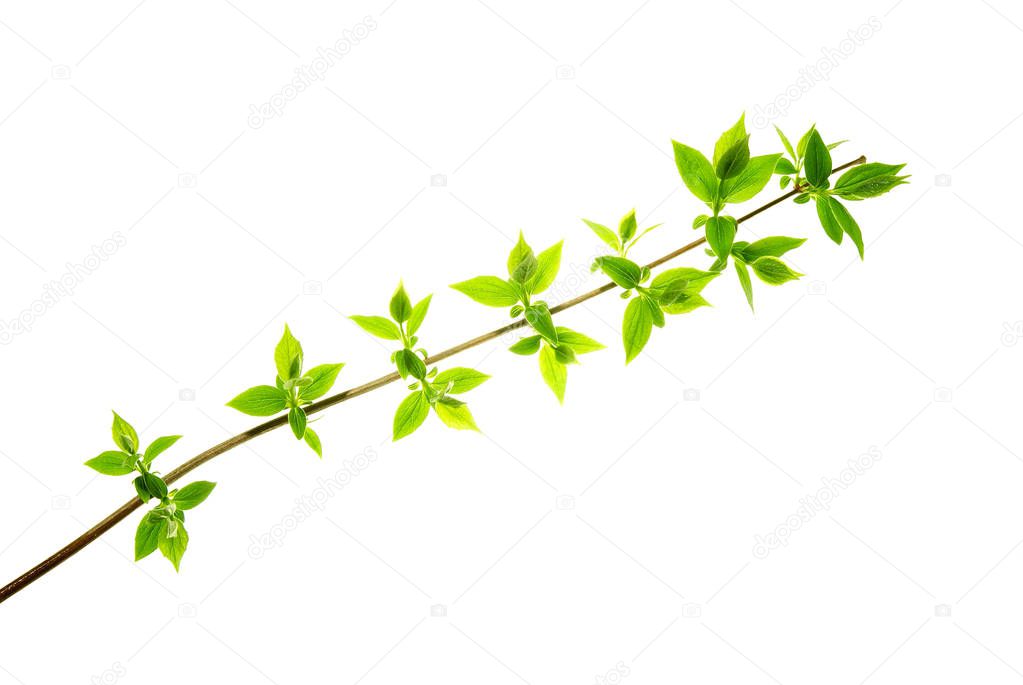 Spring-twig-with-pointed-leaves-isolated-on-white