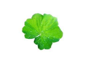 Yaprak-with-su damla-izole-on-beyaz-üst-görünüm