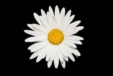 Makro-shot-of-papatya-çiçek-izole-on-siyah-üst-görünüm