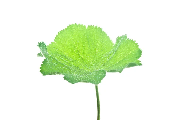 Blatt-von-frau-s-mantel-mit-vielen-wassertropfen-isoliert-auf-weiß — Stockfoto