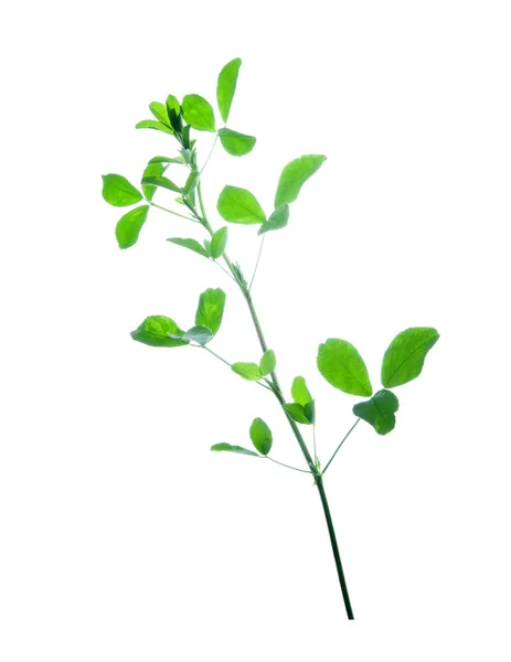 Grön-alfalfa-Plant-isolerad-på-vit-bakgrund — Stockfoto