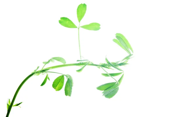 Ung Planta Alfalfa Isolerad Vitt — Stockfoto