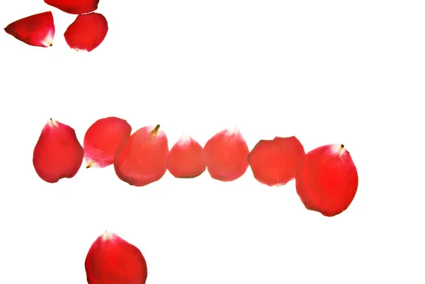 A-halom-piros-rózsa-szirmok-elszigetelt-on-fehér — Stock Fotó