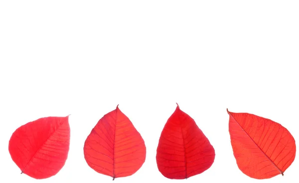 Red-leaves-of-poinsettia-isolated-on-white — Stock Photo, Image