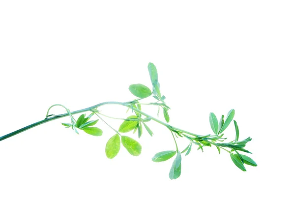 Alfalfa-växt-isolerad-på-vit-bakgrund — Stockfoto