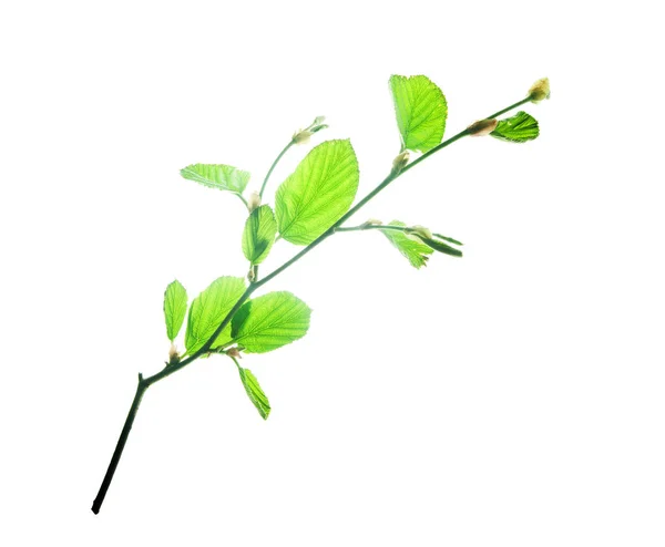 Twig-of-alder-with-vernal-green-leaves-isolated-on-white — Stock Photo, Image