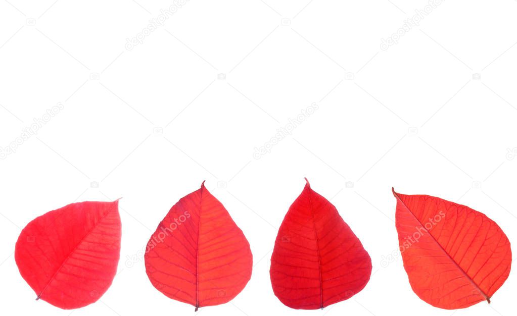 Red-leaves-of-poinsettia-isolated-on-white