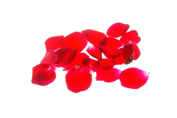 Un tas de pétales de rose rouge isolés sur fond blanc — Photo