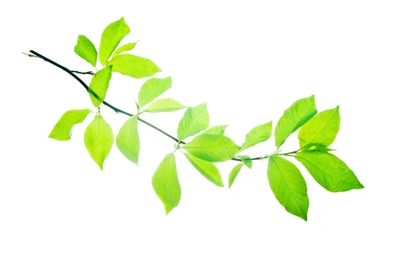Gałąź-of-Bird-Cherry-Tree-z-zielone liście-izolowane-on-White — Zdjęcie stockowe