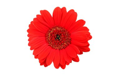 Kırmızı-gerber-papatya-izole-over-beyaz-arka plan-close-up-top-vie