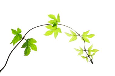 Bent-sprout-dal-of-yabani-üzüm-izole-on-beyaz  