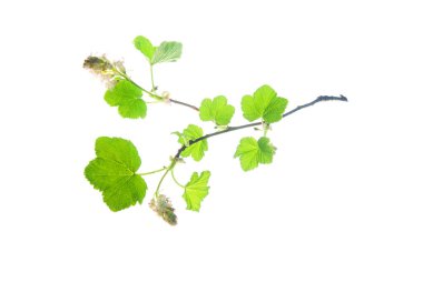 Frenk üzümünün çiçek açan dalları ve beyaz yapraklar.