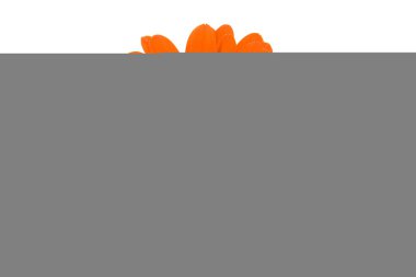 Crusta renkli-gerber-çiçek-baş-izole-on-beyaz-arka plan-t