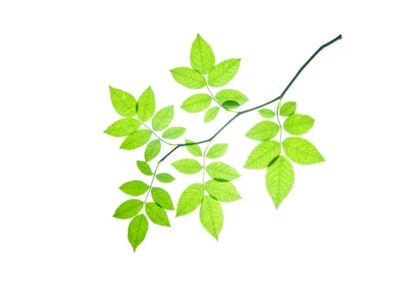 Green-twig-of-rose-isolated-against-white-background-vector-illu — Stock Photo, Image