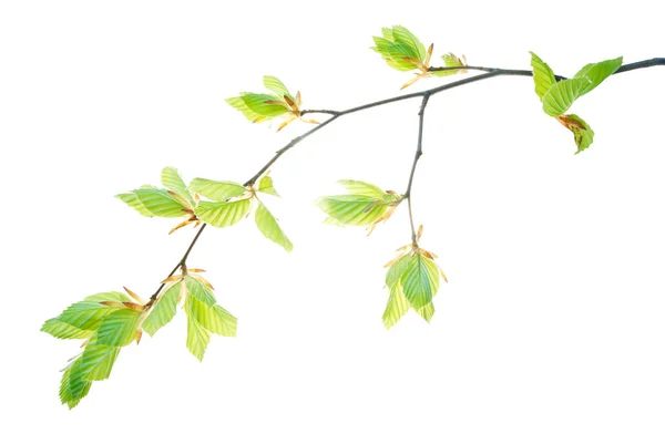 Galho-de-faia-árvore-com-translúcido-folhas-jovens-isoladas-em-whi — Fotografia de Stock
