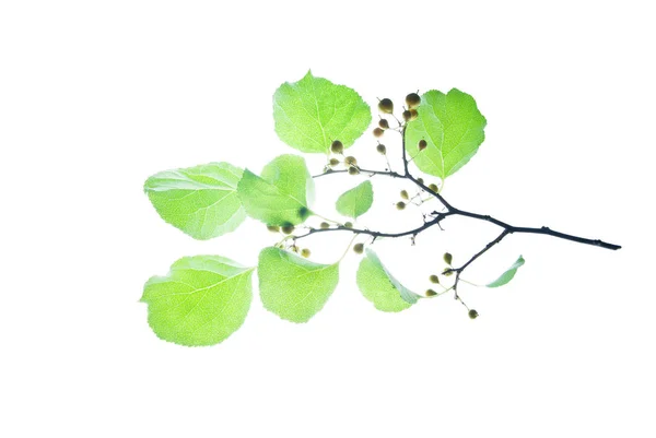 Branch-with-rounded-leaves-and-small-fruits-isolated-on-white — Stock Photo, Image