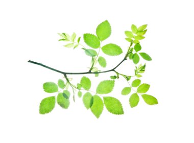 Bahar-dal-gül-ile-güzel-siluet-izole-on-beyaz