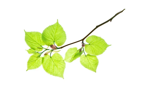 Κλαδί-από-ασβέστη-δέντρο-με-ημιδιαφανές-φύλλα-απομονωμένα-σε-λευκό — Φωτογραφία Αρχείου
