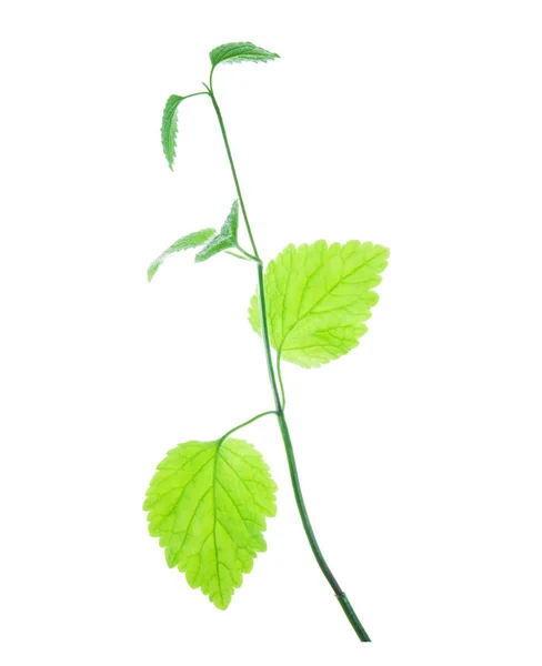 Γκαζόν-φυτό-με-σκαλιστό-φύλλα-άκρα-απομονωμένα-σε-λευκό — Φωτογραφία Αρχείου
