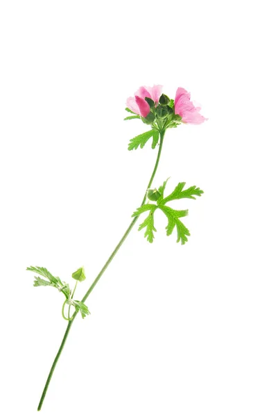 Växt-av-blommande-Wild-Mallow-isolerad-på-vit — Stockfoto