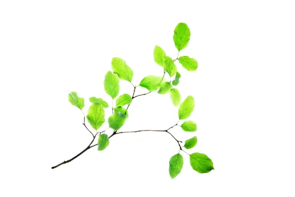 Green-branch-of-a-garden-bush-isolated-on-white — Stock Photo, Image