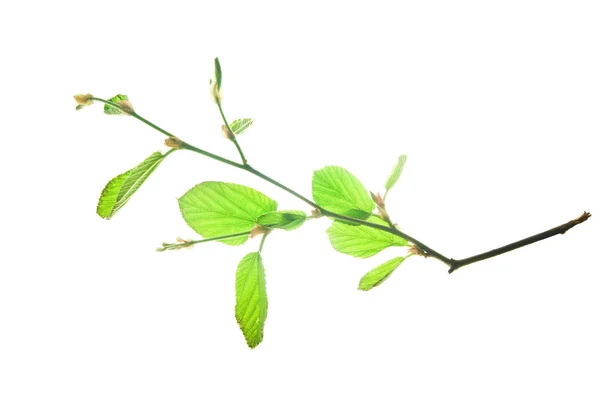 Kvist-av-Alder-Tree-med-gräsplan-lämnar-isolerat-på-vit — Stockfoto