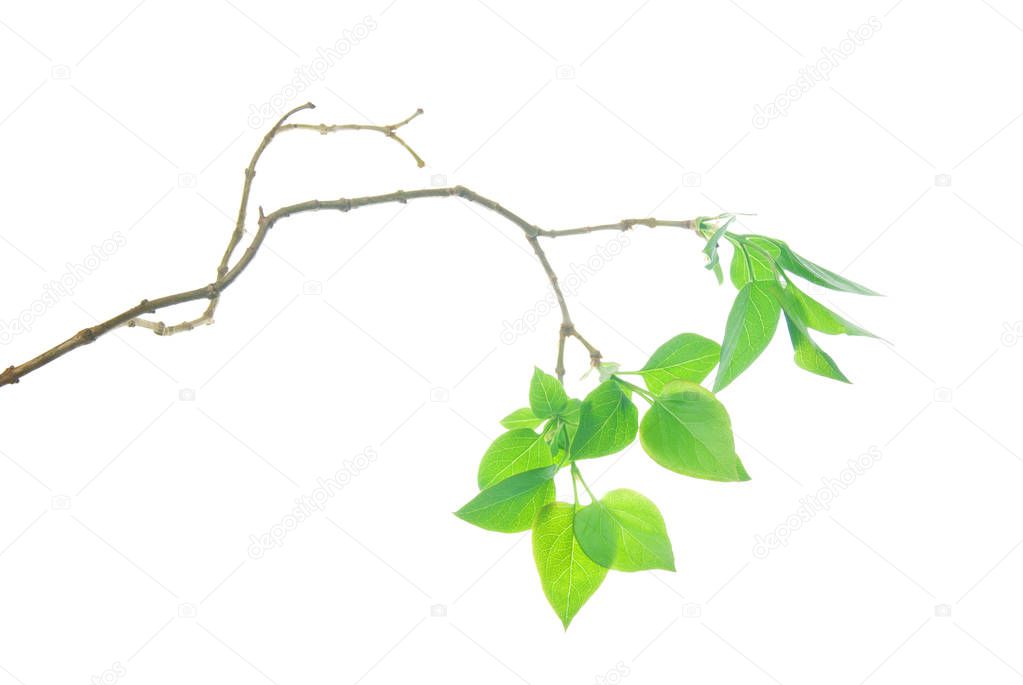 Twig-of-lilac-with-young-small-leaves-of-lilac-isolated-on-white