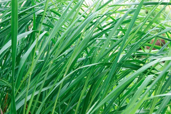 Background-with-long-green-grass-closeup — Stock Photo, Image