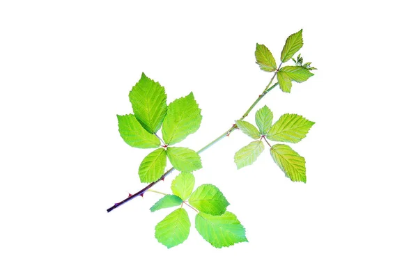 Πράσινο-κλαδί-από-βατόμουρο-απομονωμένο-λευκό — Φωτογραφία Αρχείου
