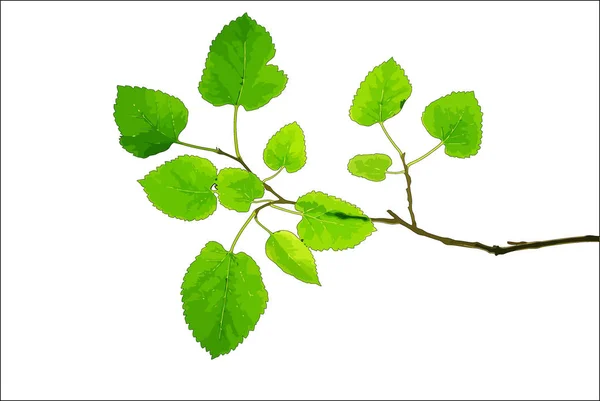 Μούρο-κλαδάκι-με-πράσινα-φύλλα-απομονωμένα-σε-λευκό-εικονογράφηση — Φωτογραφία Αρχείου