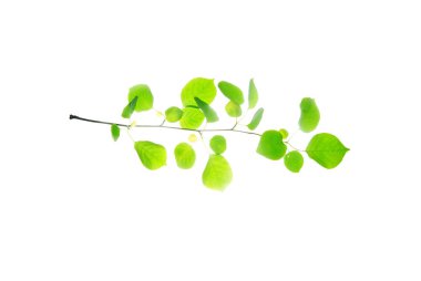 Yaban eriği ağacının yeşil dalı, beyaz arka grubunda izole edilmiş.