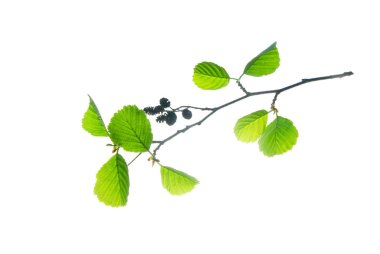 Yeşil yapraklı ve kuru katkinli alder dalı beyaz arka planda izole edilmiştir. 