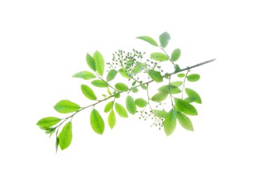 Çiçek tomurcukları Whit 'te izole edilmiş bir çalı dalı.