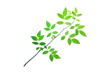 Whit 'te yalıtılmış gül dalı köpek gülü