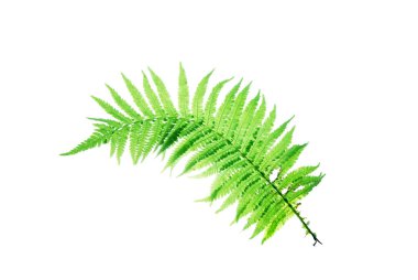 Fern frond isolated on white background clipart