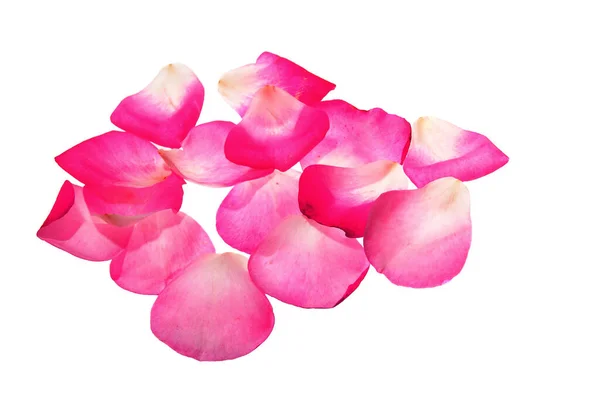 Egy Halom Rózsaszínű Rózsaszirmok Elszigetelt Fehér — Stock Fotó